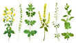 Set of healthy herbs elements, Fresh  agrimony , isolated on transparent background