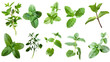 © PixeloAI - Set of healthy herbs elements, Fresh peppermint, isolated on transparent background