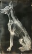 X-ray image of a dog's body