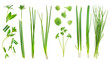 Set of healthy herbs elements,   Fresh chives , isolated on transparent background