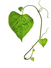 Wall Mural - Heart shaped green crinkly leaf of coral vine or chain of love (Antigonon leptopus) with young leaves tendrils, isolated on transparent background.