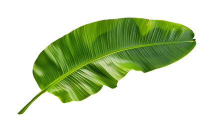 tropical green banana tree leaf, isolated on transparent background.