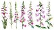 Beautiful floral set with watercolor hand drawn summer wild field foxglove flowers, isolated on transparent background.