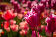 Pink tulips garden close-up in the bright rays of the sun. Delicate spring flowers bloomed in the garden. Natural colorful background of the park. A postcard of delicate flowers. Mother's Day Concept