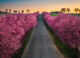 Fototapeta Na ścianę - Berkenye, Hungary - Aerial view of blooming pink wild plum trees along the road in the village of Berkenye on a spring morning with warm golden sunrise sky