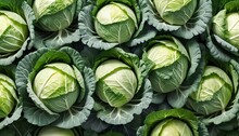 Cabbage Isolated On White Background ,Green Leaves Pattern