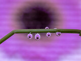 Fototapeta Las - Macro of water drop droplets on a plant stork with a photo of a flower inside the water drops