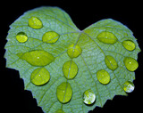 Fototapeta Las - closeup and detailed Macro of water drop droplets on a vine leaf