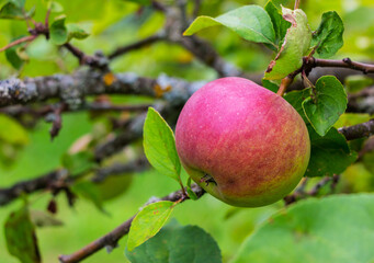 Wall Mural - Tasty red apple ripening on the tree in the garden on the sunset light