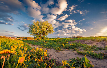 Wall Mural - Blooming hawthorn bush on a green lawn with yellow dandelion. Spectacular spring sunrise in Ukrainian countryside. Beauty of nature concept background.