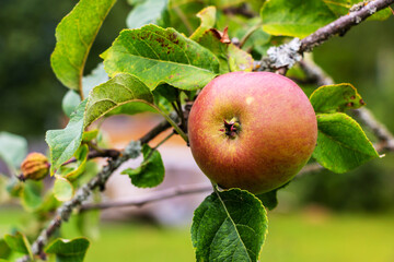 Sticker - Tasty red apple ripening on the tree in the garden on the sunset light