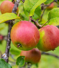 Sticker - Tasty red apples ripening on the tree in the garden on the sunset light