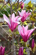 Beautiful pink and white flowers of a magnolia tree in the garden