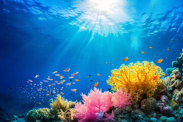 Wall Mural - Photo coral reef in the sea