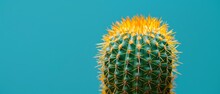  Green Cactus With Yellow Spikes On Its Head Against A Blue Sky