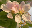 Beautiful and delicate apple flowers in the morning sun close up.  Apple blossom. Spring background.