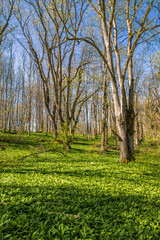 Canvas Print - Green ramson leaves on the forest floor a sunny spring day