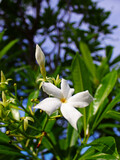 Fototapeta  - Close-up of white flowers in the sunny day. 