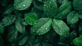 Fototapeta  - 雨に濡れる葉っぱ。水滴、背景、テクスチャー、壁紙