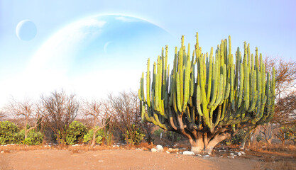 Wall Mural - fantastic scenic with sand desert, giant cacti and planets in sky. beautiful landscape with red sand
