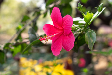 Sticker - Pink hibiscus flower on a green background. In the tropical garden.