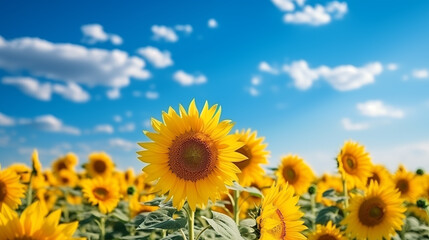 Wall Mural - Sunflower field with cloudy blue sky