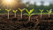 The seedling are growing from the rich soil to the morning sunlight that is shining, ecology concept. wide panoramic banner, digital