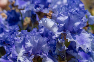  Blue bearded iris flower close up