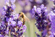 Honey bee pollinating lavender flowers. Plant decay with insects. Blurred summer background of lavender flowers with bees. Beautiful wallpaper. soft focus. Lavender Field Bee flying over flower