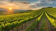 The sun is setting behind rows of grapevines in a vineyard, casting a warm orange glow over the landscape