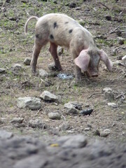 Sticker - Cochon dans une ferme