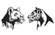 Graphical portraits of lioness watching distance on white background, ink-pen illustration,tattoo design	