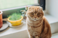 Scottish Fold Ginger Cat Sitting Near Window At Home