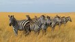 A group of zebras grazing on the open savannah. AI generate illustration