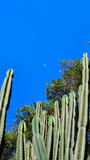 Fototapeta Miasta - Wild cactus found in African nature
