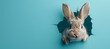 Fluffy eared bunny peeking out of a hole in a blue wall, with an Easter bunny banner torn and rabbit jumping out. Suitable for Easter decorations.