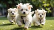 Maltese lapdog pups, all white and fluffy, are playing and running across a verdant lawn. Puppies playfully run after each other.