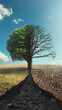 © Wendelin - View of a tree divided into two parts, one with green leaves on a grassy field and the other with dry and leafless branches on a dry ground as a symbol of the danger of climate change