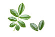 © niwat - Leaves isolated on transparent background
