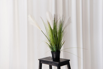 Canvas Print - Soft home decor, white curtains, a flowerpot with a blooming flower on a black wooden stand. Interior.	