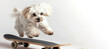 A small white dog is riding a skateboard. The dog is running and jumping on the skateboard, and it is having fun. cute white maltese dog riding a skateboard, white background