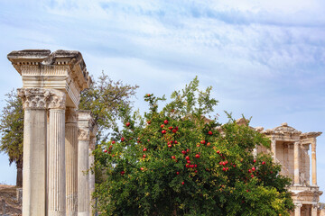 Wall Mural - Hadrian's Gate in ancient Ephesus with beautiful pomegranate tree at foreground. Library of Celsus at background. Selcuk, Izmir, Turkey