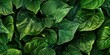 Vibrant Leafy Organic Texture Close-Up