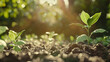 A young plant emerges from the soil, bathed in sunlight, symbolizing new beginnings and growth.