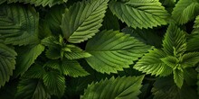 Vibrant Green Leaf Organic Texture