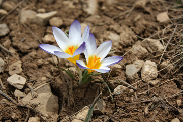 Poster - Crocuses belong to one of first flowers in spring