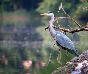 Wall Mural - Gray heron (Ardea cinerea) perched on a branch by a pond