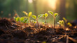 Hopeful Seedlings in Morning Light.
Young green seedlings sprout from rich soil, capturing the essence of growth and the potential of new beginnings in nature.