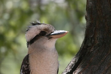 Canvas Print - Close-up of a Kookaburra in Castlemaine, Victoria, Australia