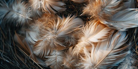 Poster - Close-Up of Fluffy Feathers Texture